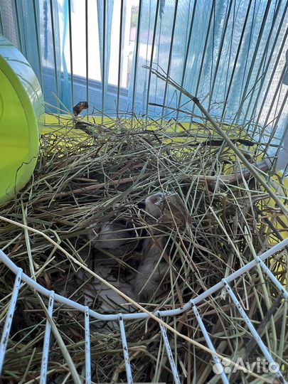 Джунгарский хомяк с клеткой