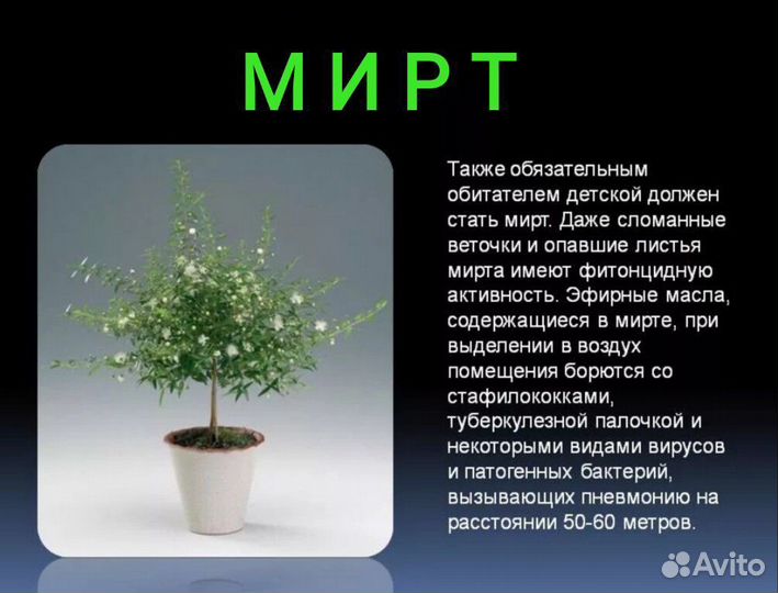 Мирт дерево здоровья и благополучия