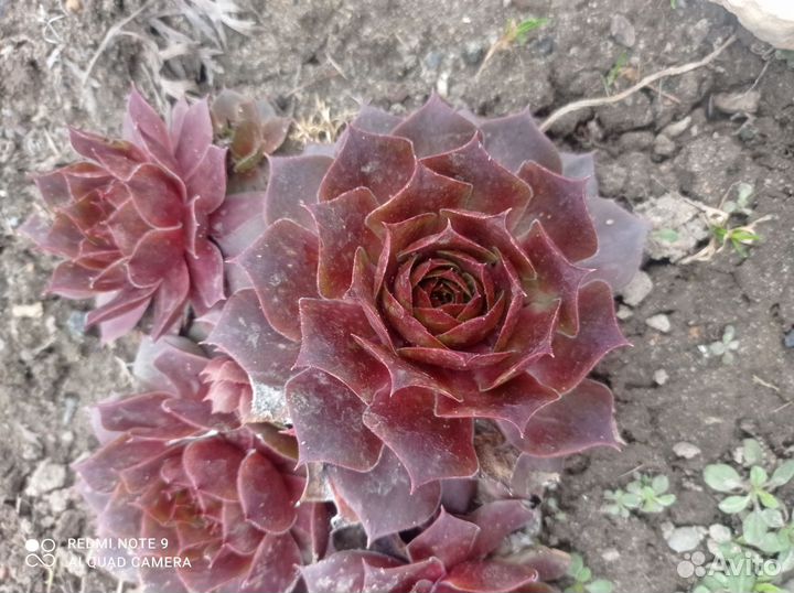 Молодило каменная роза