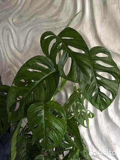 Монстера Обликва Манки Маск