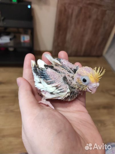 Попугай корелла мальчик птенец(забронирован)