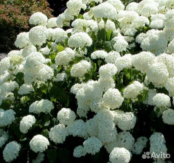 Гортензия древовидная аннабель