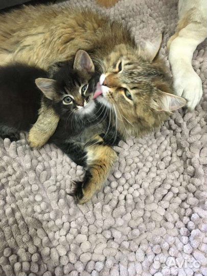 Котята мальчики