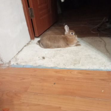 Декоративные кролики