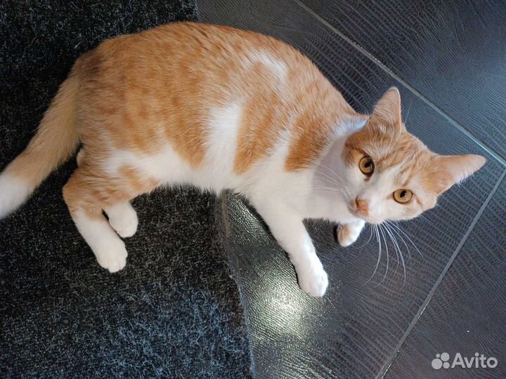 Коты в добрые руки