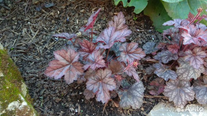 Многолетники из своего сада