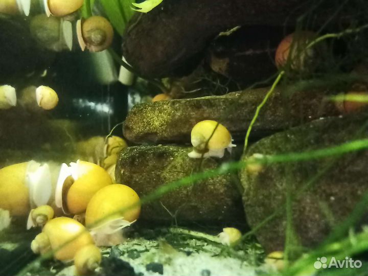 Улитки аквариумные ампулярии