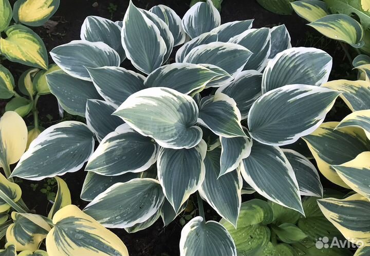 Многолетники хосты