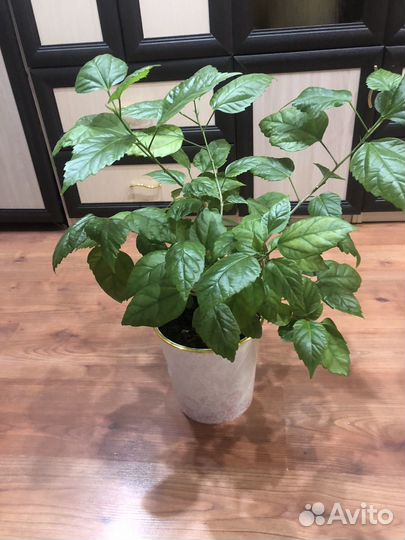 Гибискус красный махровый