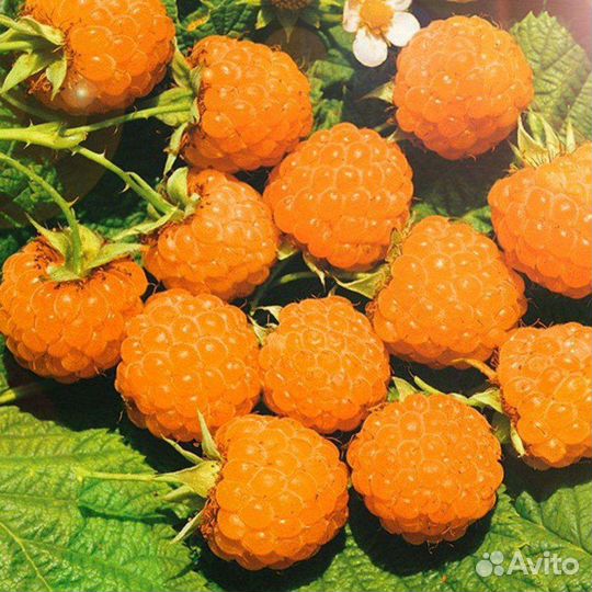 Саженцы малины