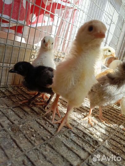 Цыплята