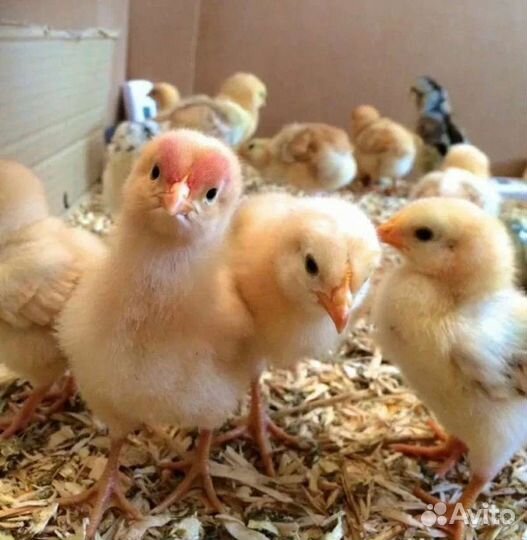 Домашняя птица (цыплята)
