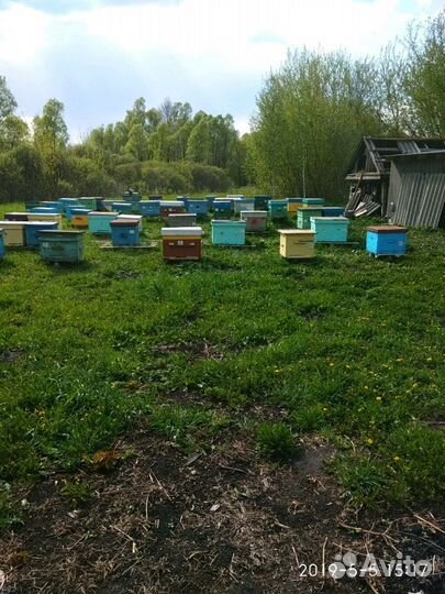 Продам мед с личной пасеки 2024 года