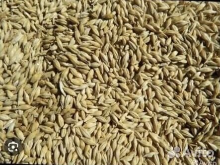 Пшеница и ячмень