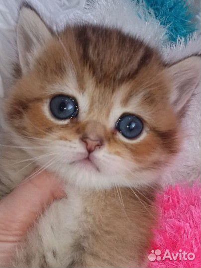 Золотое чудо