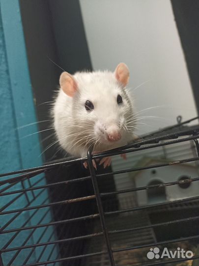 Крыса с клеткой