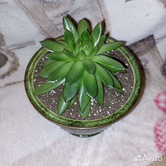 Суккуленты. эхиверия