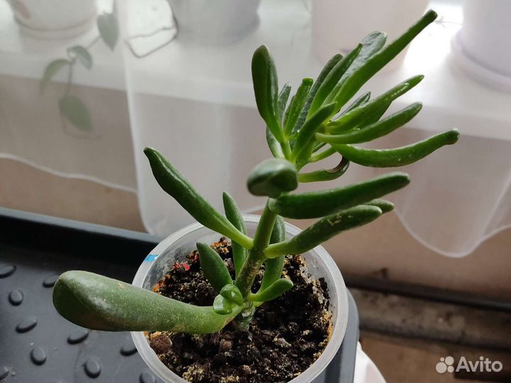 Толстянка голлум