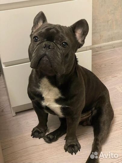 Французский бульдог кабель вязка