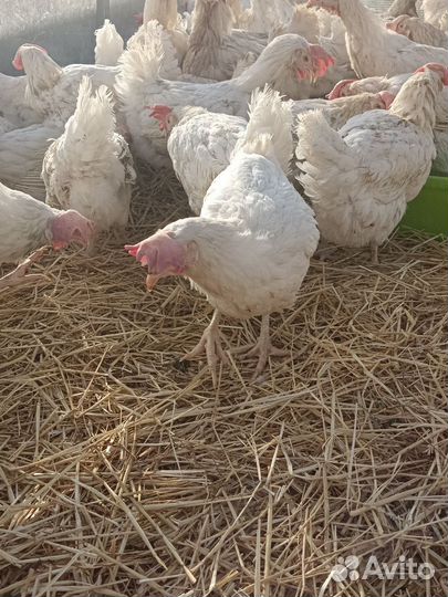 Куры несушки