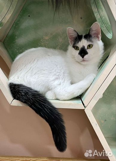 Игривый котик Фрам в добрые руки