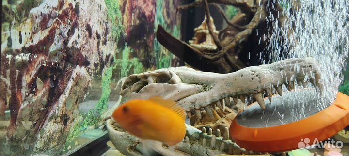 Цихлида рыба