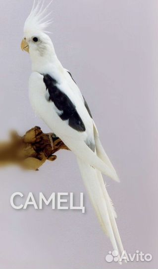 Ручные птенцы кореллы