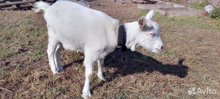 Козел зааненский