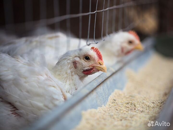 Куры несушки породы Леггорн