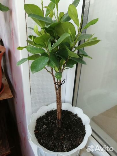 Фикус Моклэйм штамб коса