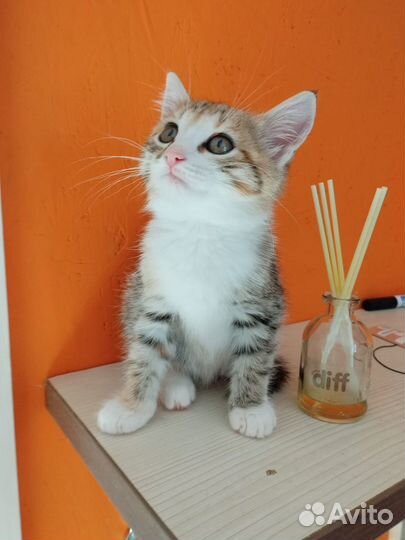 Котенок девочка трехцветная