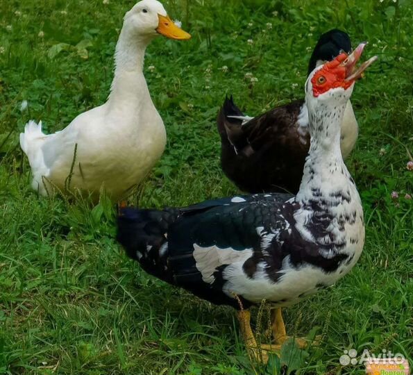 Утиные яйца