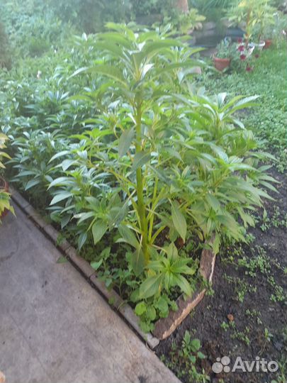 Бальзамин махровый