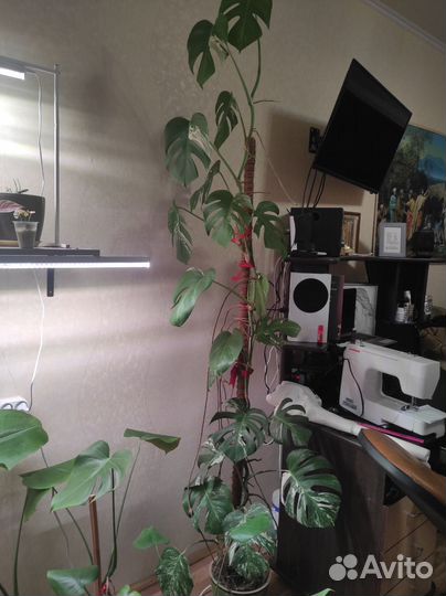 Монстера Альба