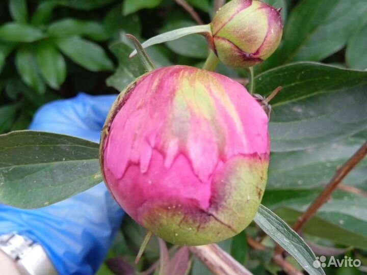 Пионы деленки