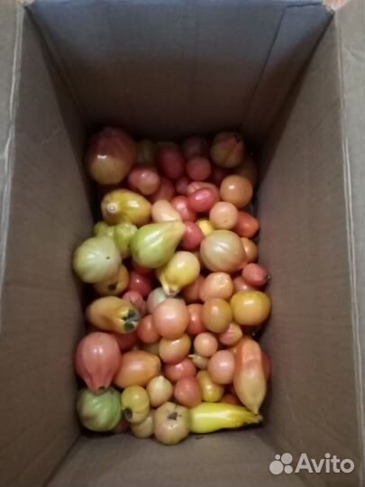 Помидоры свежие домашние