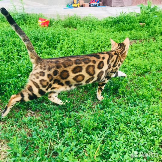 Бенгальские котята