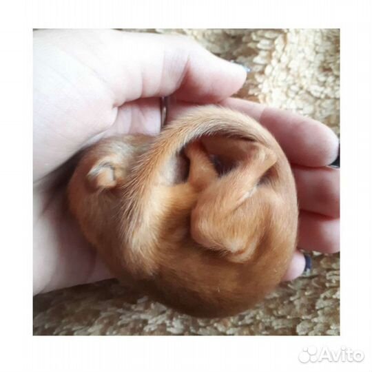 Белка, бельчата ручнные