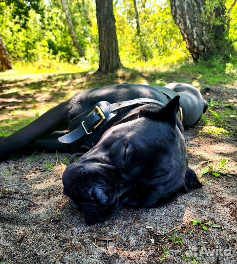 Кане корсо вязка