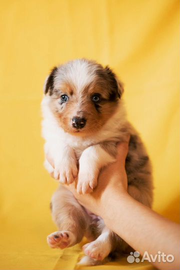 Бордер колли