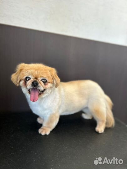 Груминг стрижка и экспресс линька собак