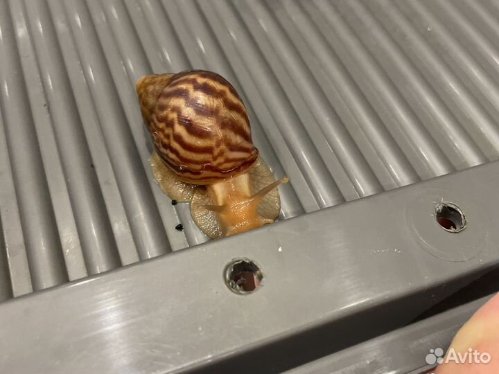 Улитки ахатины