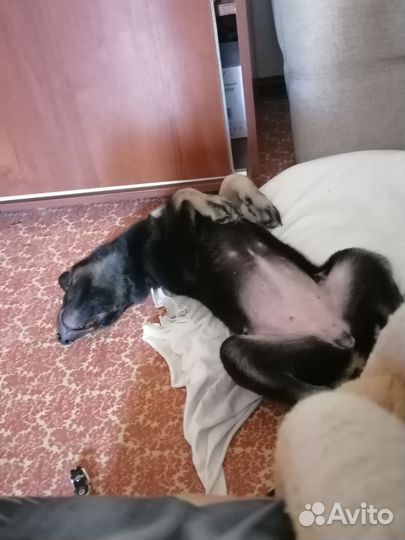 Щенок в добрые руки