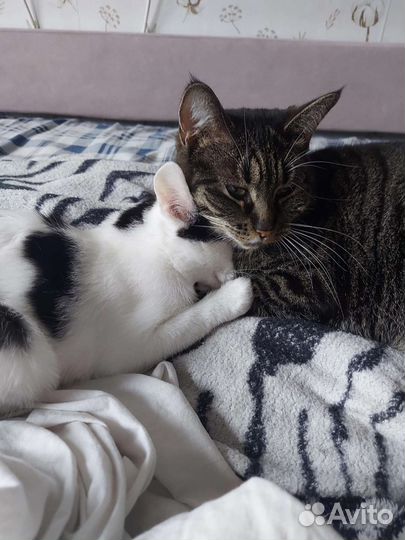 Гном гномыч