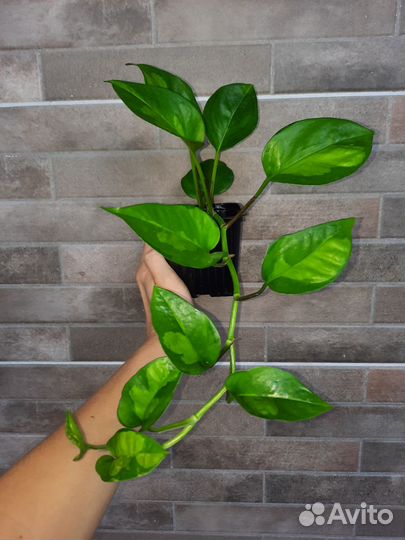 Эпипремнум Global green