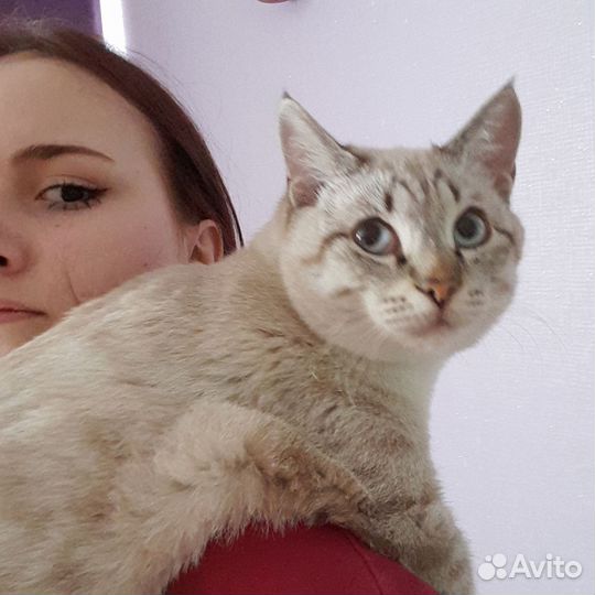 Кошка