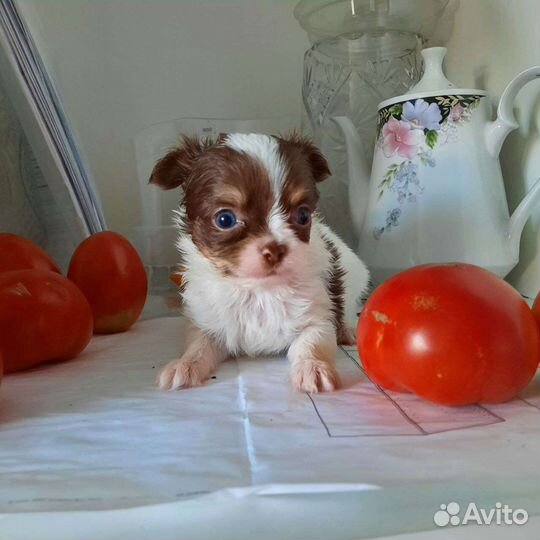 Мини мальЧишечка