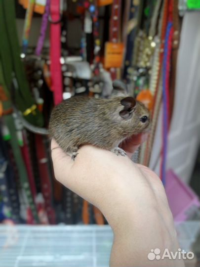 Дегу