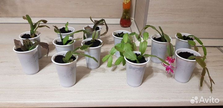 Декабрист шлюмбергера