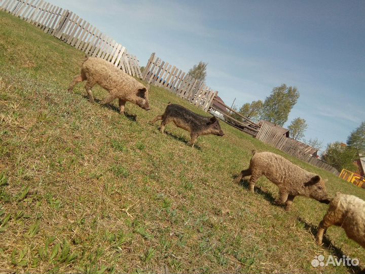 Венгерская мангалица